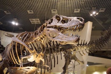 国立科学博物館に投稿された画像（2024/3/25）