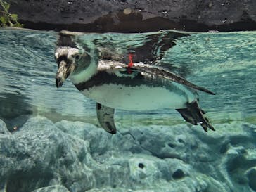 DMMかりゆし水族館に投稿された画像（2024/3/25）