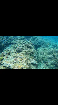 武藤潜水に投稿された画像（2024/3/25）