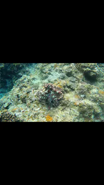 武藤潜水に投稿された画像（2024/3/25）