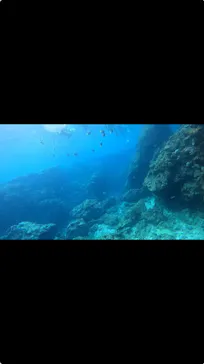 武藤潜水に投稿された画像（2024/3/25）