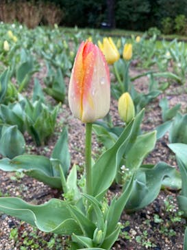 浜名湖花博2024に投稿された画像（2024/3/25）