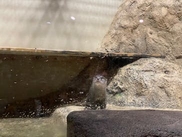 DMMかりゆし水族館に投稿された画像（2024/3/25）