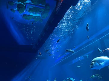 DMMかりゆし水族館に投稿された画像（2024/3/25）