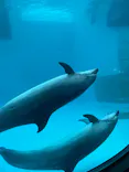 名古屋港水族館に投稿された画像（2024/3/25）
