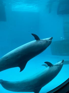 名古屋港水族館に投稿された画像（2024/3/25）