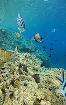 武藤潜水に投稿された画像（2024/3/25）