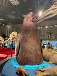 特別展「大哺乳類展３－わけてつなげて大行進」に投稿された画像（2024/3/25）