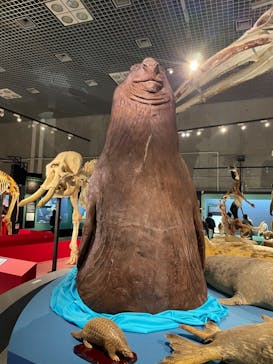 特別展「大哺乳類展３－わけてつなげて大行進」に投稿された画像（2024/3/25）