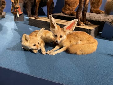 特別展「大哺乳類展３－わけてつなげて大行進」に投稿された画像（2024/3/25）