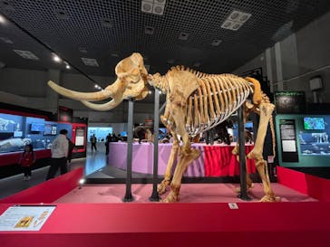 特別展「大哺乳類展３－わけてつなげて大行進」に投稿された画像（2024/3/25）