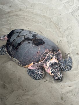 名古屋港水族館に投稿された画像（2024/3/25）