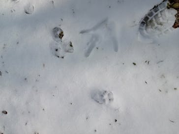 サーティワン アイスクリームに投稿された画像（2024/3/25）