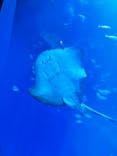 アクアワールド茨城県大洗水族館に投稿された画像（2024/3/25）