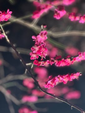 偕楽園本園に投稿された画像（2024/3/3）