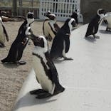 仙台うみの杜水族館に投稿された画像（2024/3/25）