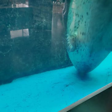 仙台うみの杜水族館に投稿された画像（2024/3/25）