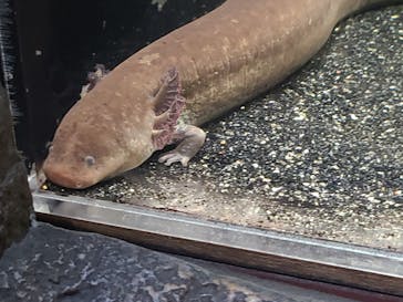 しながわ水族館に投稿された画像（2024/3/25）