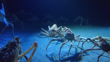 環境水族館アクアマリンふくしまに投稿された画像（2024/3/25）