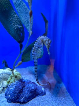 アクアワールド茨城県大洗水族館に投稿された画像（2024/3/25）