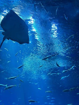 アクアワールド茨城県大洗水族館に投稿された画像（2024/3/25）