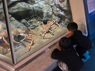 しながわ水族館に投稿された画像（2024/3/25）