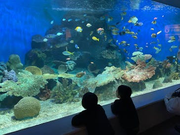 しながわ水族館に投稿された画像（2024/3/25）