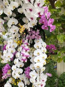 浜名湖花博2024に投稿された画像（2024/3/25）