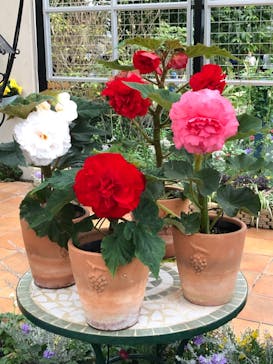 浜名湖花博2024に投稿された画像（2024/3/25）