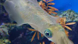 サンシャイン水族館に投稿された画像（2024/3/25）