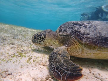 nico 宮古島に投稿された画像（2024/3/25）