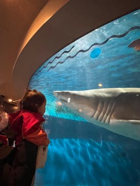 しながわ水族館に投稿された画像（2024/3/25）