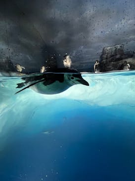 名古屋港水族館に投稿された画像（2024/3/25）