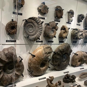 国立科学博物館に投稿された画像（2024/3/25）