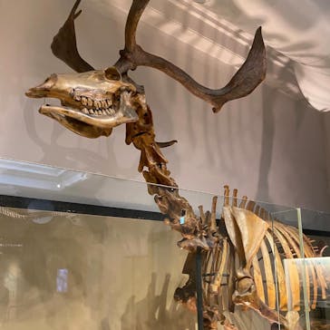 国立科学博物館に投稿された画像（2024/3/25）