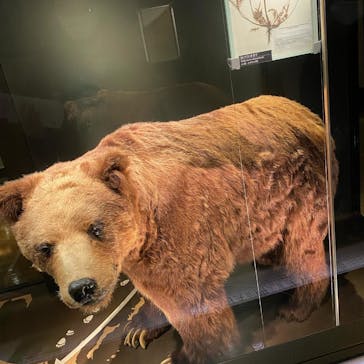 国立科学博物館に投稿された画像（2024/3/25）