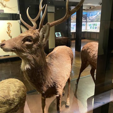 国立科学博物館に投稿された画像（2024/3/25）