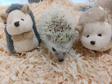 いきもの探検隊湘南に投稿された画像（2024/3/25）