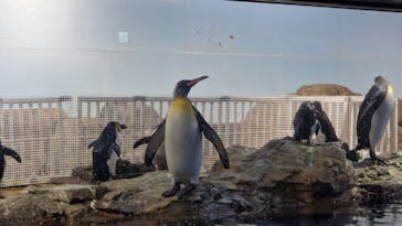 マクセル アクアパーク品川に投稿された画像（2024/3/25）