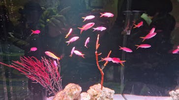 マクセル アクアパーク品川に投稿された画像（2024/3/25）