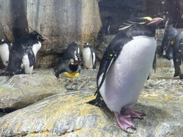 仙台うみの杜水族館に投稿された画像（2024/3/25）