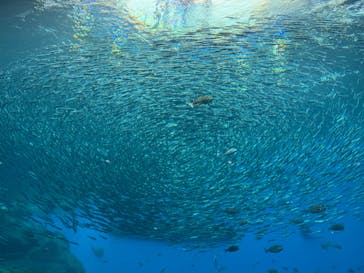 仙台うみの杜水族館に投稿された画像（2024/3/25）