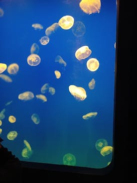 大分マリーンパレス水族館 「うみたまご」に投稿された画像（2024/3/26）