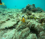 沖縄マリンサービス碧に投稿された画像（2024/3/26）