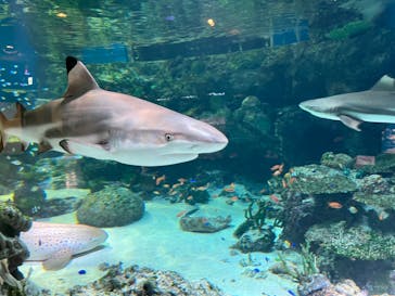 マクセル アクアパーク品川に投稿された画像（2024/3/26）