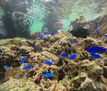 武藤潜水に投稿された画像（2024/3/26）