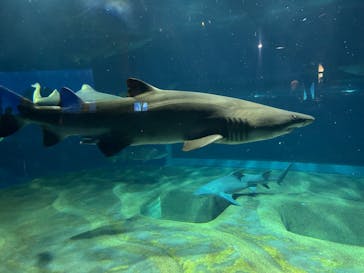 アクアワールド茨城県大洗水族館に投稿された画像（2024/3/26）