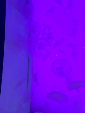 アクアワールド茨城県大洗水族館に投稿された画像（2024/3/26）