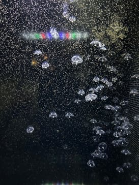 アクアワールド茨城県大洗水族館に投稿された画像（2024/3/26）