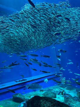 アクアワールド茨城県大洗水族館に投稿された画像（2024/3/26）